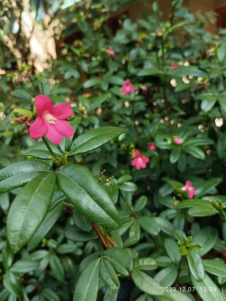 古巴拉貝木，一梗三葉，諦願寺自拍