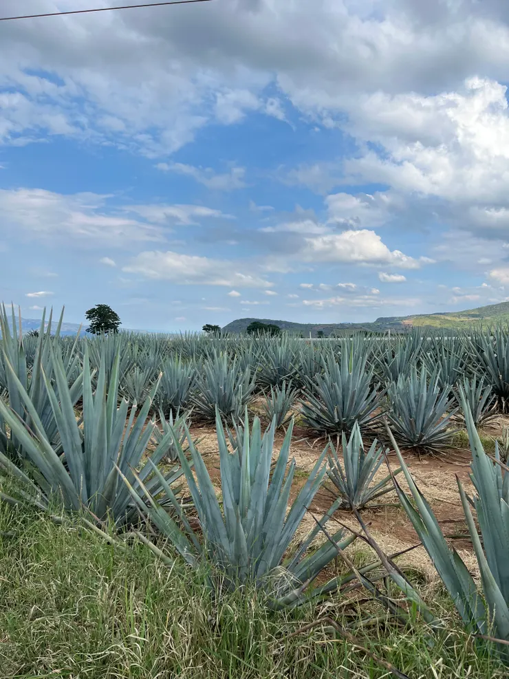 Agave園，釀Tequila的原料