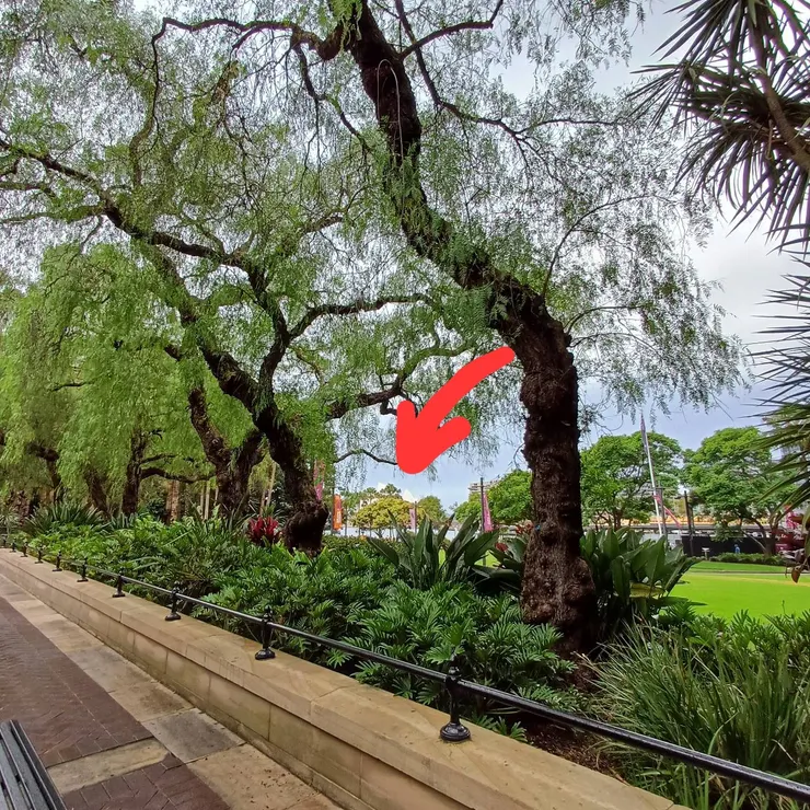 若隱若現，雪梨歌劇院