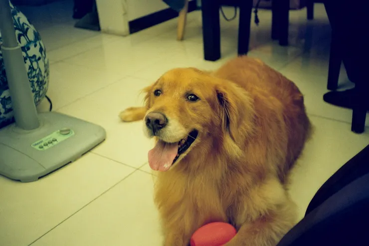 Konica C35 - Lomography400