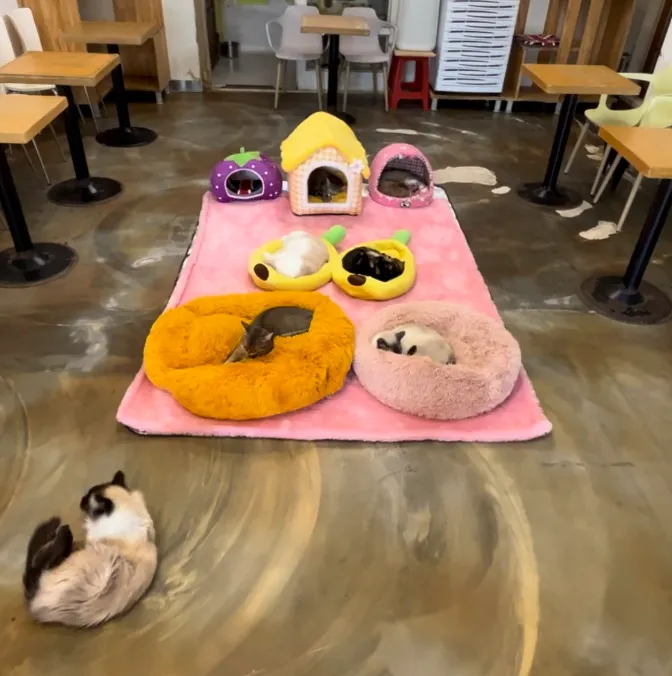 數數看這個小空間裡有幾隻貓？