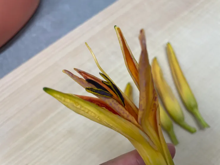 新鮮金針花在煮食前要先去除花蕊。（作者拍攝）