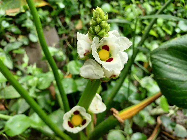 爆米花慈菇的雌花