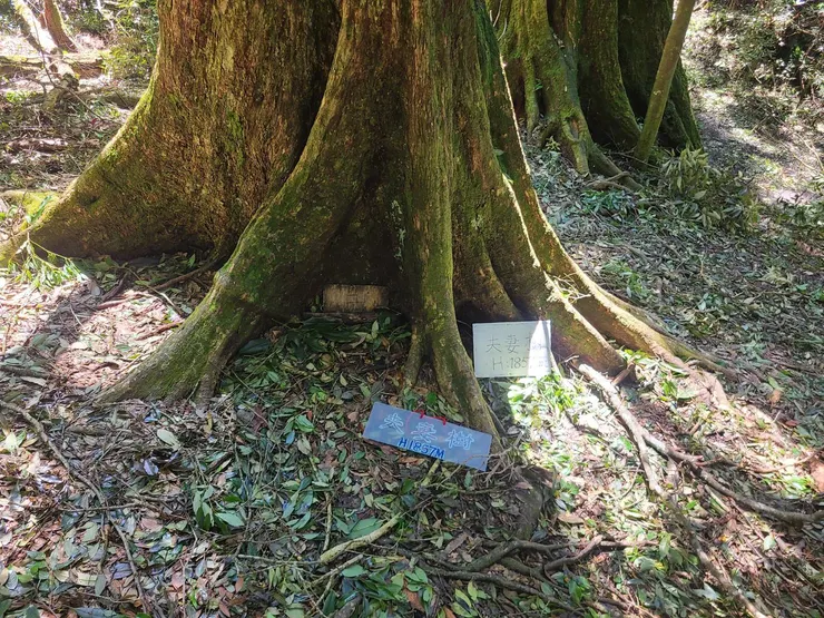 夫妻樹