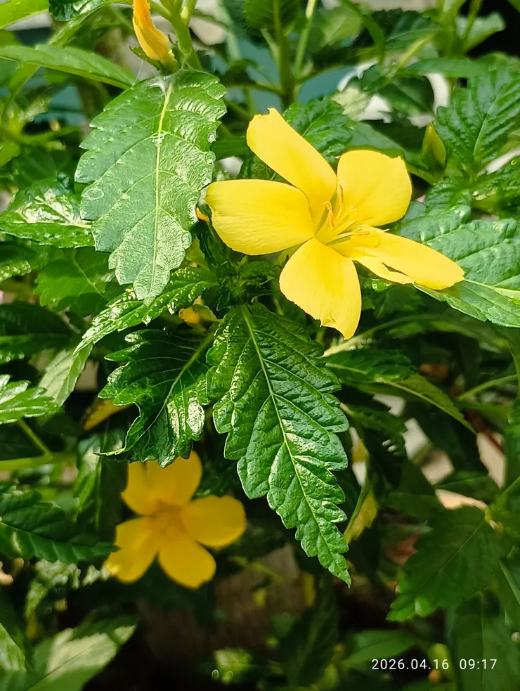 幾枝棣棠春豔麗，粉英含蕊淺低唱，自拍攝