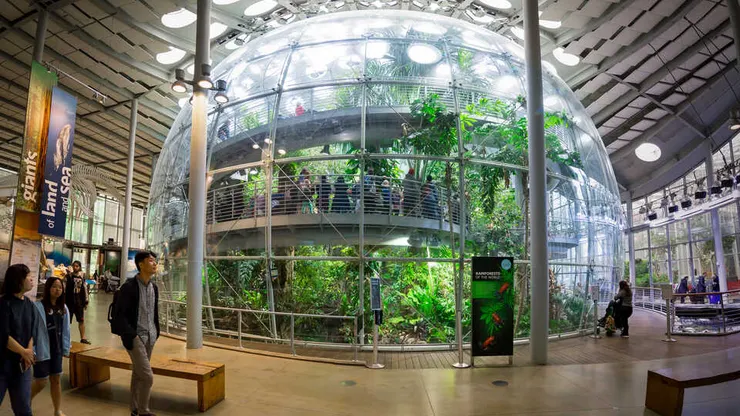 加州科學院，來源：Kathryn Whitney, California Academy of Sciences。