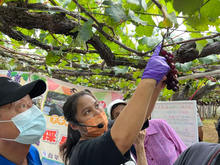 大家都把重點放在「如何剪葡萄」