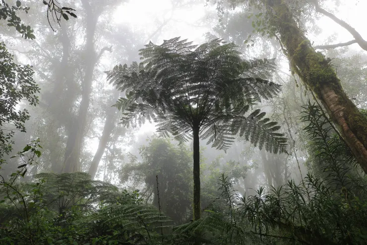 吉力馬札羅的多刺樹蕨