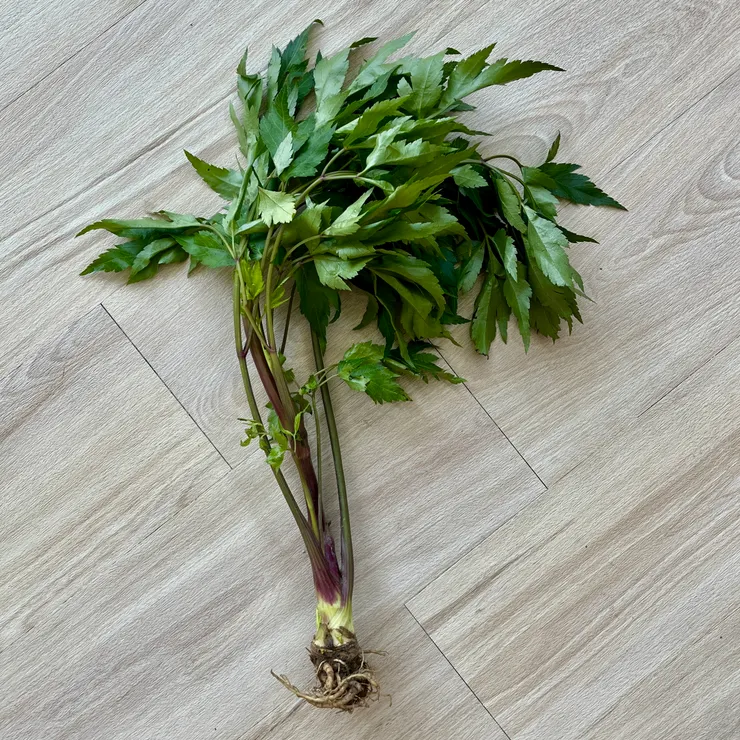 新鮮當歸整株長這樣