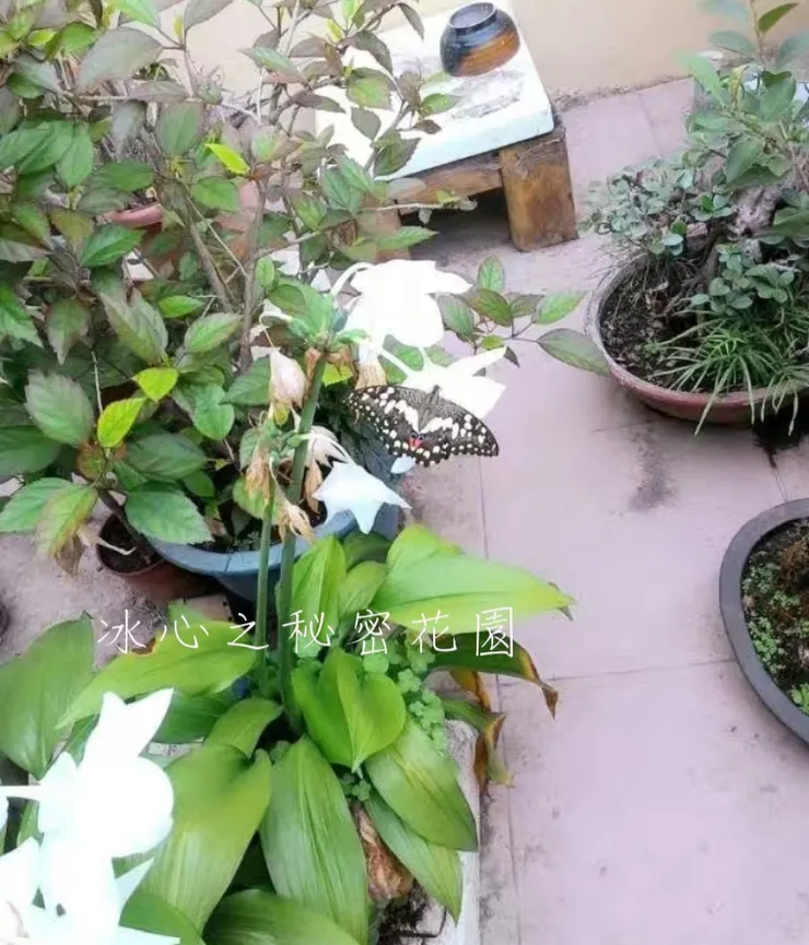 美麗花蝴蝶（自己拍攝）