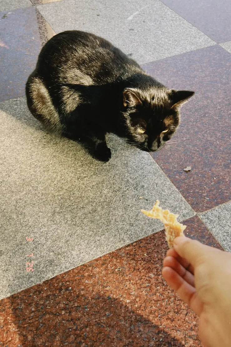 黑貓怕人，只有爸爸比較摸的到