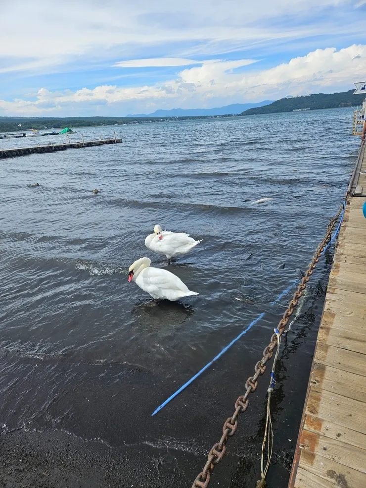 白鳥號搭乘處這邊當然也有真的白鳥