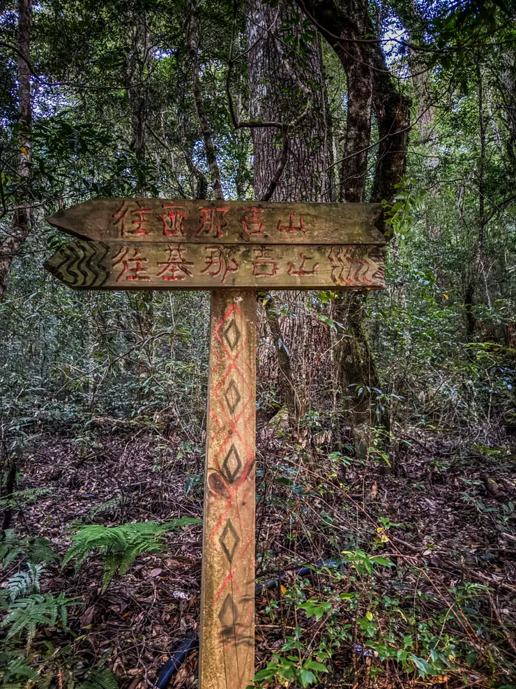 基那吉山步道整段都曬不到太陽，有些潮溼感