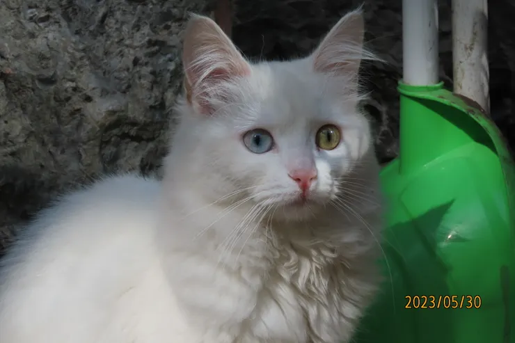 圖二: 第一次見到兩眼不同的顏色的 Van 貓。