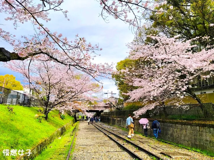 京都的蹴上傾斜鐵道在每年春天，獨特的反差美感，吸引旅人持續造訪。