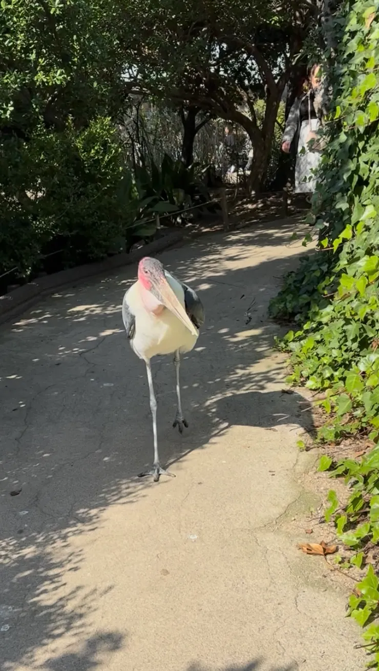 欸大哥，有話好好說，不要追我啊！