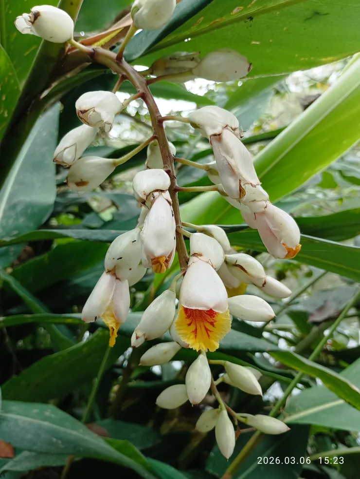 月桃花開，皆自拍攝