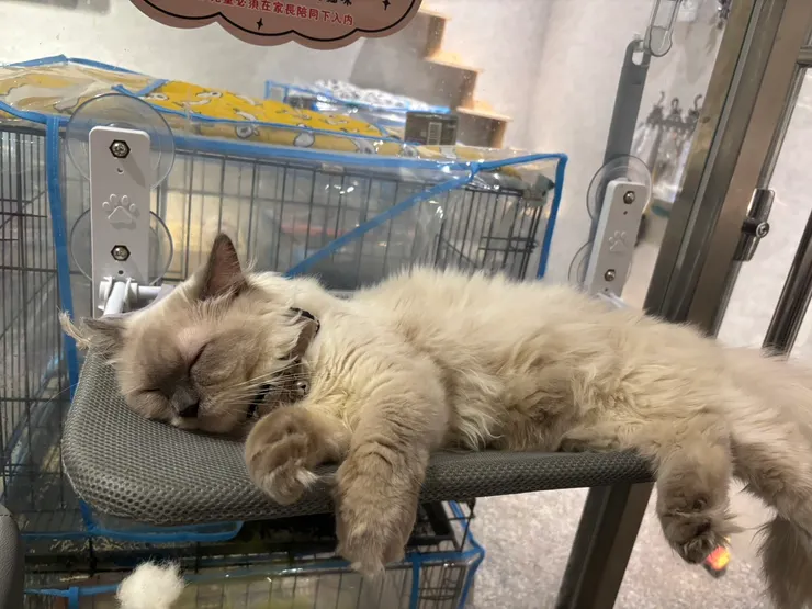 2025/10/11 我姐給我看的領養動物