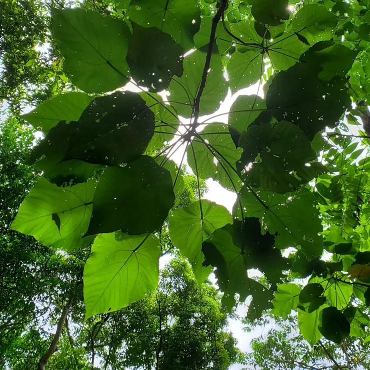 文山森林公園蕨影步道