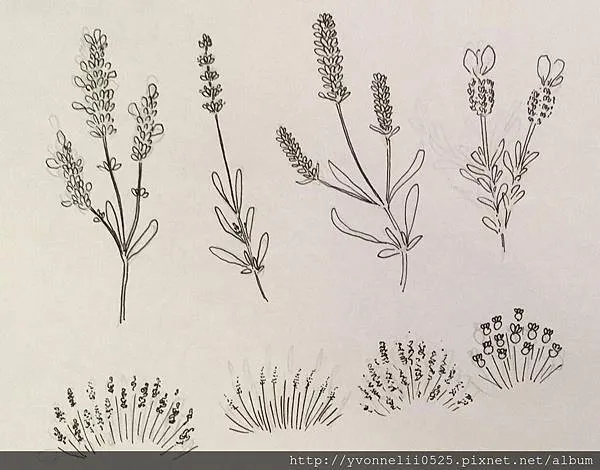 由左至右分別為穗花薰衣草、高地真正薰衣草、醒目薰衣草及頭狀薰衣草