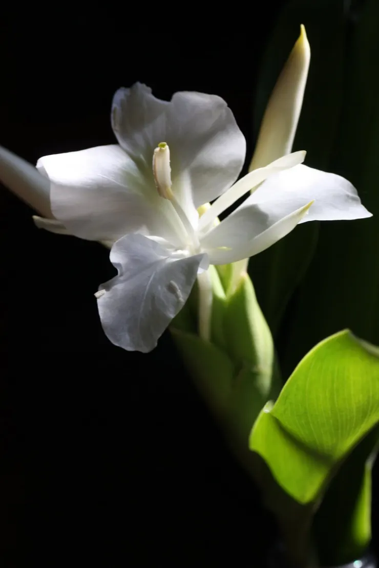 淨白素雅又馨沁宜人的野薑花是當年到陽明山求學最強烈的秋日印象，也傳達了長夏向深秋遞嬗的季節訊息。