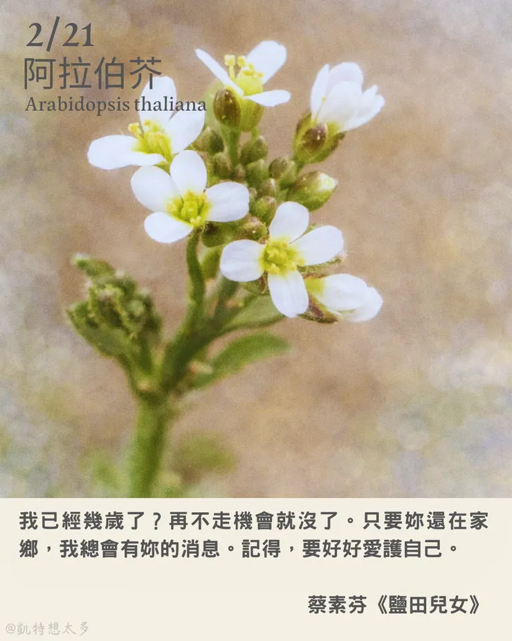 2 月 21日｜阿拉伯芥×蔡素芬《鹽田兒女》