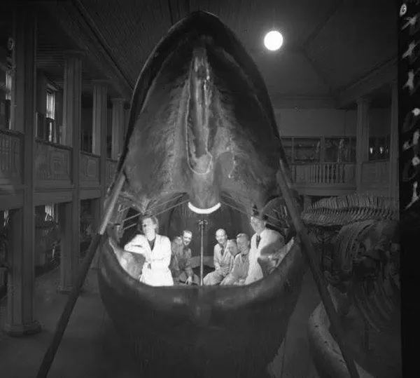 圖片來源：Naturhistoriska Museet at Slottsskogen 