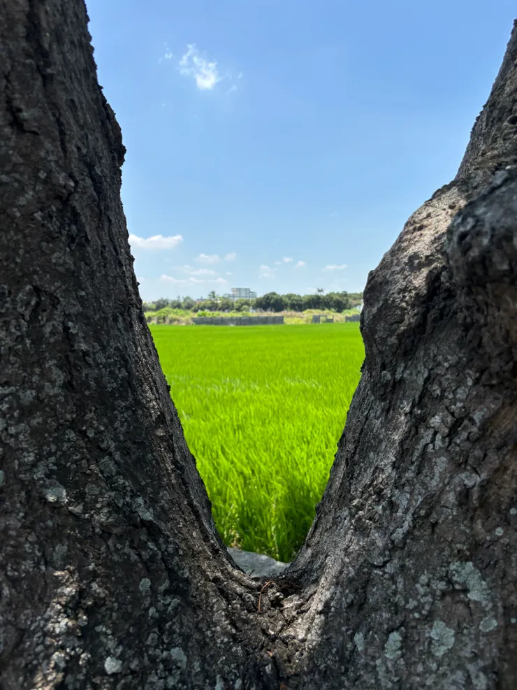 白沙屯媽祖進香之旅｜一片綠油油