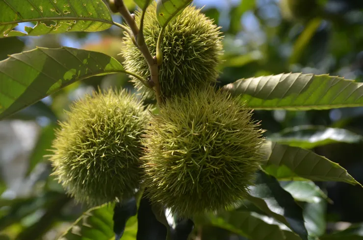 栗子的外殼長滿又硬又尖的刺，像刺蝟又像海膽。