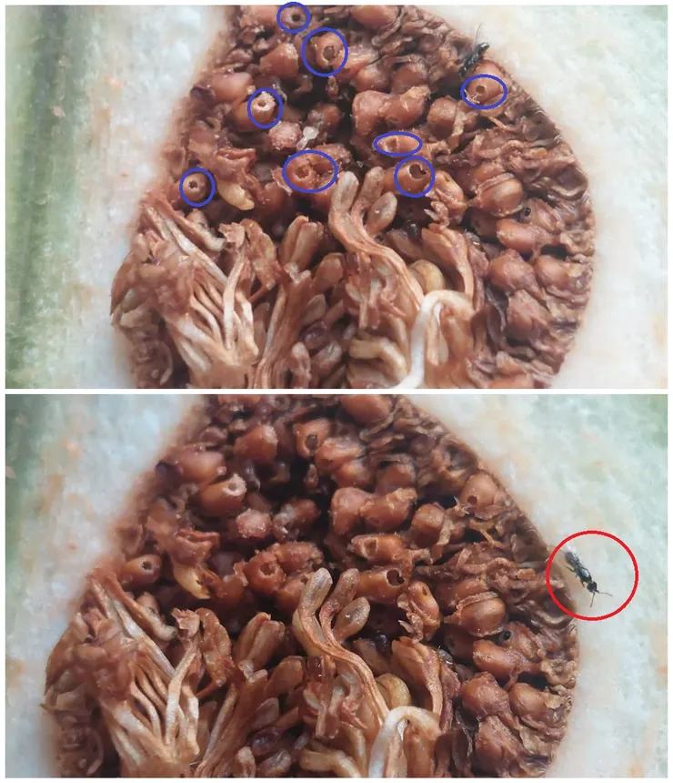 蟲癭花的子房已經破孔(藍色圈圈的部分)，表示很多薜荔小蜂已被孵育，甚至出現已交配完成的雌性薜荔小蜂，即將飛出巢穴。