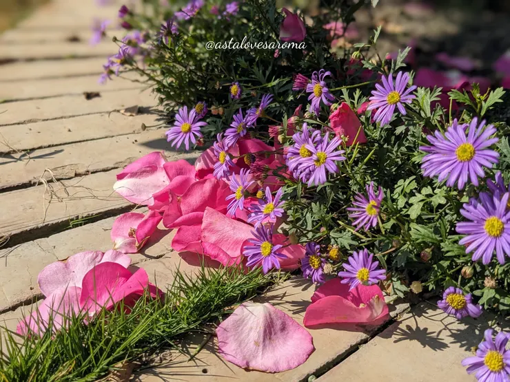小巧可愛的絲河菊與散落的玫瑰花瓣