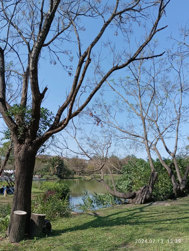池園樹影明