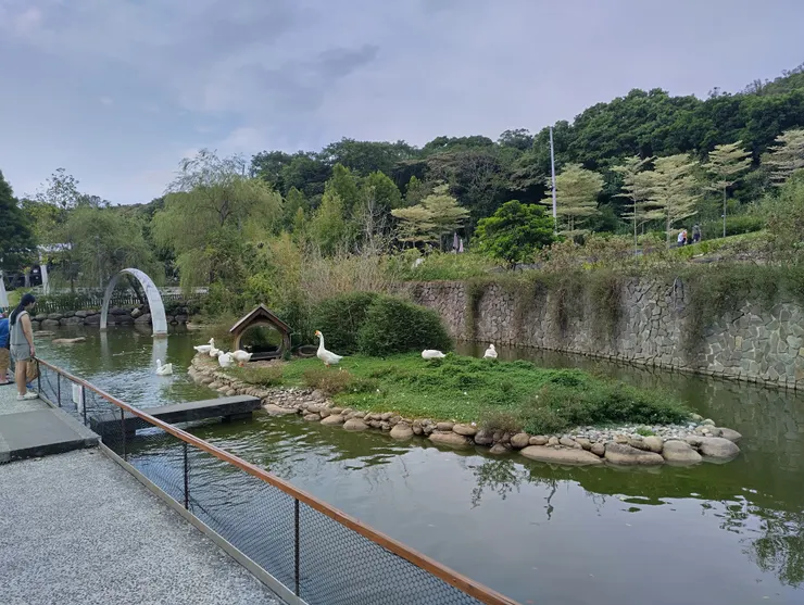 生態池有大白鵝