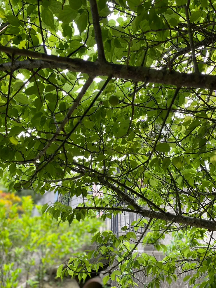 有看到圖面中間上方的大梅子嗎？好可愛的綠！