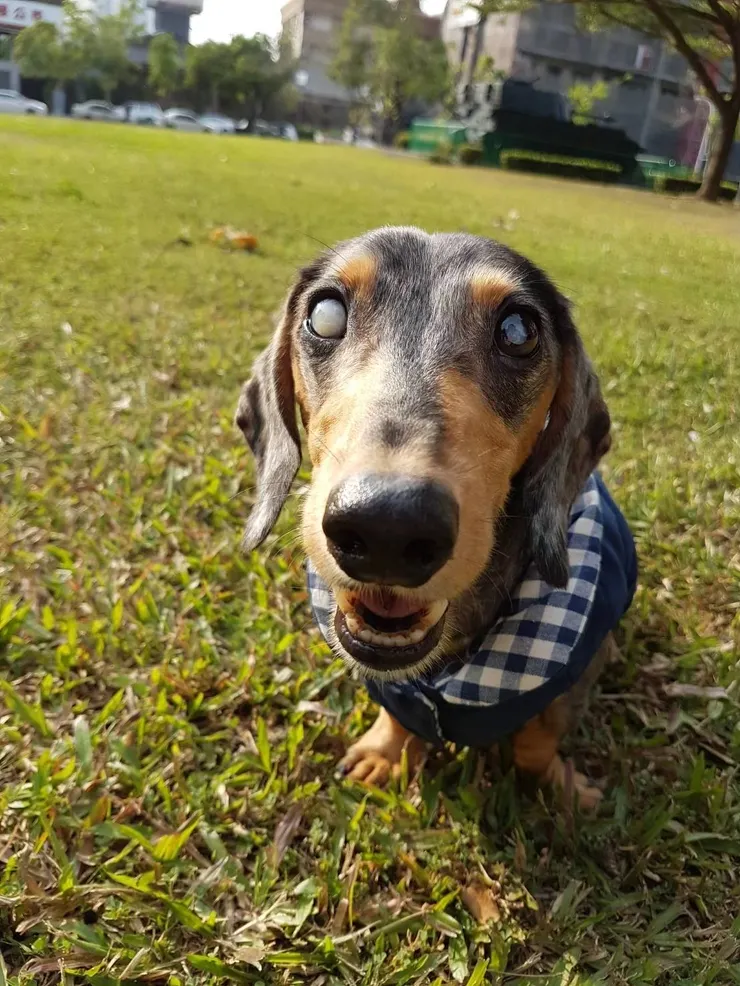 安妮家最後一隻離世的臘腸花豆