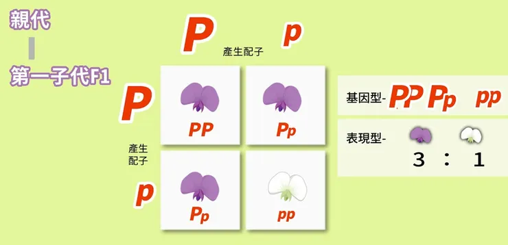 孟德爾遺傳學豌豆雜交實驗，以P表示紫色(Purple)顯性基因，所以基因型寫法為「PP」(圖片引自連結內容)