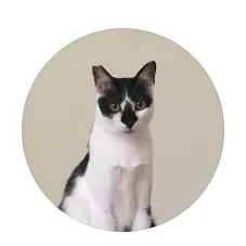 鄰家小貓｜小美麗小公主 IG