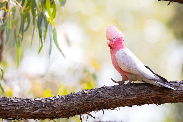 Galah / 粉紅鳳頭鸚鵡