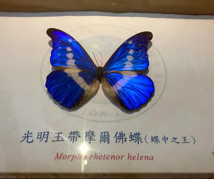 展示中心有很多令人驚艷的蝴蝶標本，例如全台灣最大的蝴蝶
