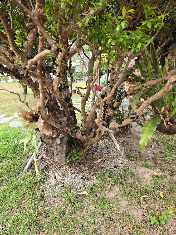 掛滿樹葡萄的樹葡萄樹