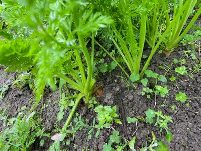 ドキドキ拔蘿蔔