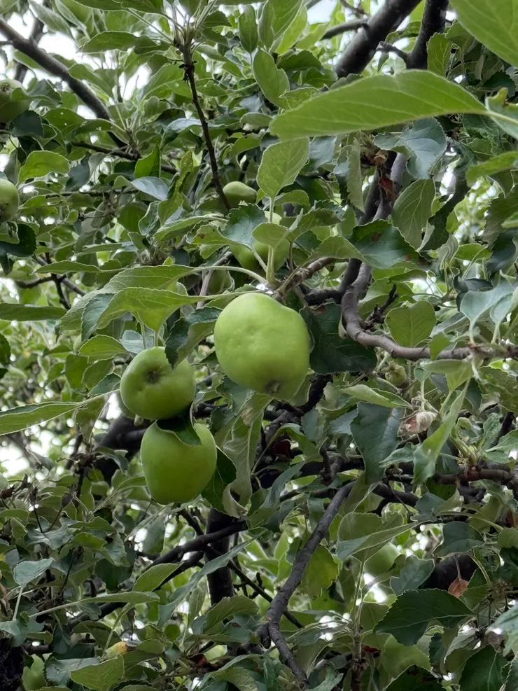 當地的蘋果寶寶