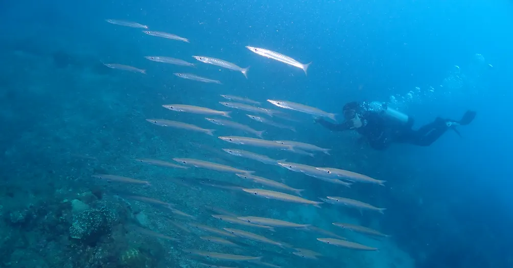 KZC will AAD (不想工作的KZC)