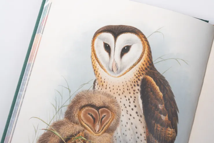 是草鴞，我也好想看真的草鴞啊～（大家出版提供）