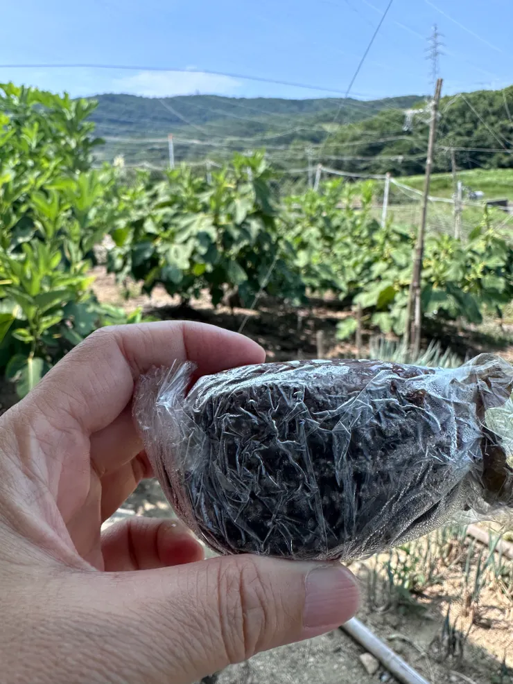 冷凍柿子，後面則是柿子樹，但和台灣常見的品種不一樣，他的柿子本人長得比較修長 