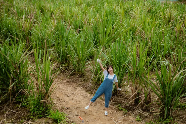 新城楓糖自種有機甘蔗田