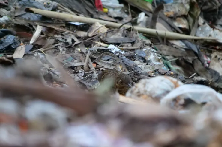 Sri Lanka Scaly Thrush 斯里蘭卡獨有種