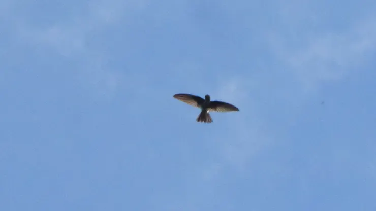 Asia Palm Swift  棕雨燕