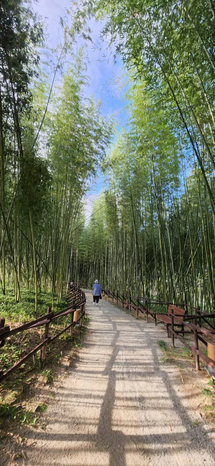 晉州南江江邊的竹林，散步很棒
