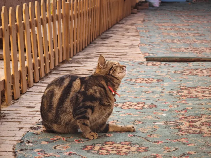 看更多照片請追縱我的IG @richangphoto1109